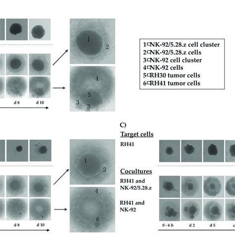 Secretion Of Immunoregulatory Factors By Activated Nk 92528z Cells