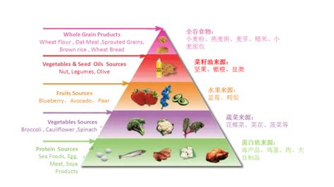 低碳水饮食模式“鼻祖”——atkins减肥法 医牛健康资讯