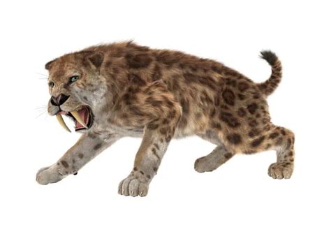 Saber-Toothed Tiger Pictures - AZ Animals