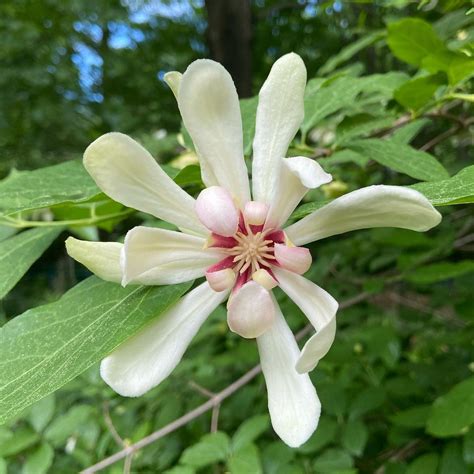 Calycanthus Venus Sweetshrub Aptly Named As Its So Beautiful I