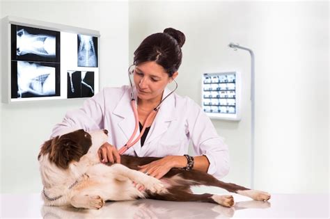 Veterinário Examinando Um Cachorro Enquanto Faz O Check Up Na Clínica