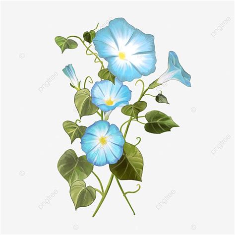 Light Blue Flowers Watercolor Flowers Morning Glory, Watercolor ...