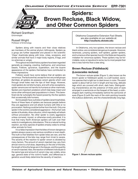 Brown Recluse Black Widow And Other Common Spiders DocsLib