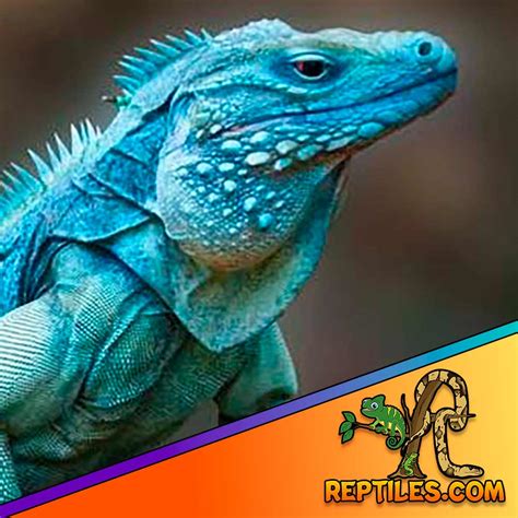 Blue Iguana Care Sheet Green Iguana Habitat Diet Size Lifespan