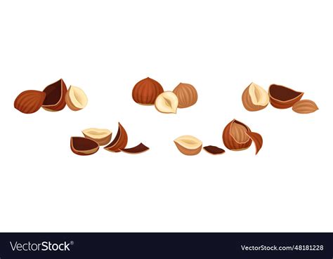 Hazelnut Kernel In Cracked Shell And Husk Vector Image