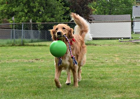 toys for dogs outside 2