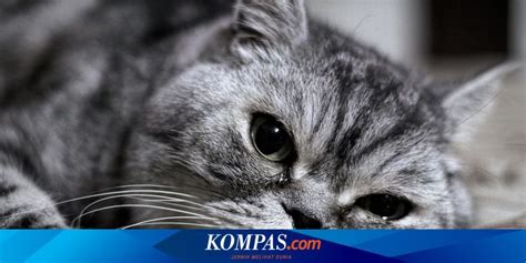 Bisakah Kucing Menangis dan Apa Penyebabnya?