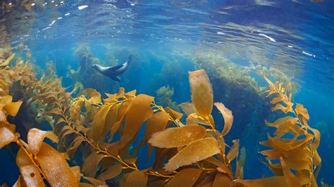 Bing Hd Wallpaper Nov Sea Lion In A Kelp Forest Baja