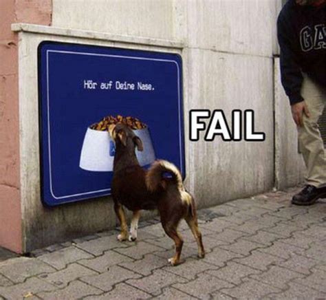 Wtf Pictures That Fails 6 Funny Dog Fails Animal Fails Funny Animal