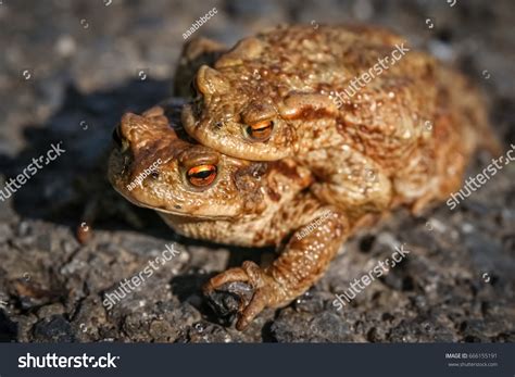Frogs Having Sex Mating Season Stock Photo Shutterstock