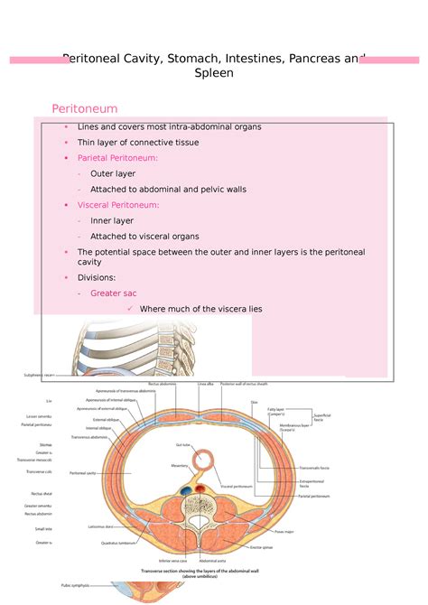 Peritoneal Cavity Detailed Anatomy Notes Peritoneal Cavity Stomach