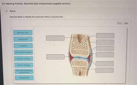 Solved Art Labeling Activity Synovial Joint Components Chegg