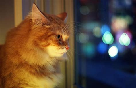 What To Do When Your Cat Wont Sleep At Night Lovetoknow Pets