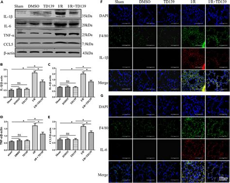 Inhibition Of Gal3 Reduces The Expression Of M1 Type Macrophages