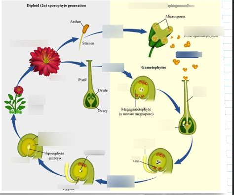 Angiosperm Life Cycle Diagram Quizlet