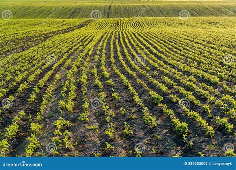 A Field with Beautiful Rows of Soybean Sprouts. Soybean Field at Sunset ...