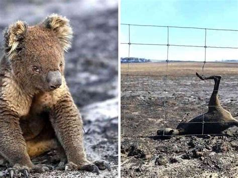 Más de mil millones de animales muertos por el fuego en Australia Un