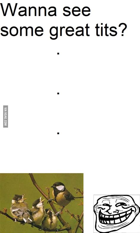 Great Tits 9GAG