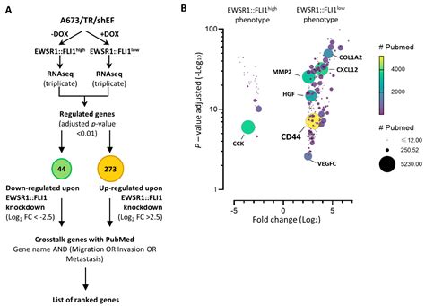 IJMS Free Full Text CD44 Modulates Cell Migration And Invasion In