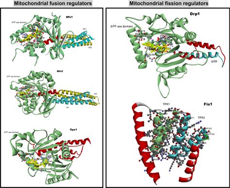 The Functional Domains Of Mitochondrial Dynamics Regulators Mfn1