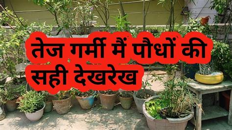 गर्मियों मैं पौधों की देखभाल कैसे करें L Plants Take Care In Summer