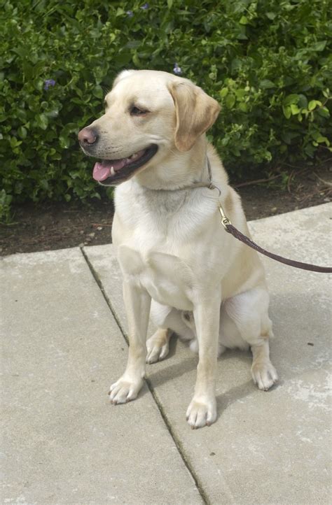 Female Yellow Labrador Retriever | [#] Lunawsome