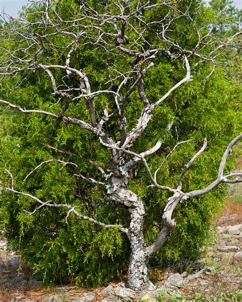 PLANTS - Arabian Desert...