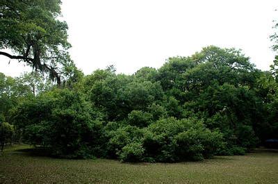 Green Family Reunion: Angel Oak Tree History