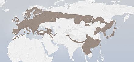 eurasian jay wikipedia