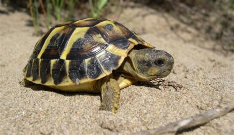 La TORTUGA Como Mascota Guía Completa de Cuidados Alimentación y Más