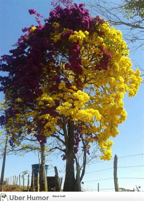 Two Very Extreme Colors On This Tree | Funny Pictures, Quotes, Pics ...