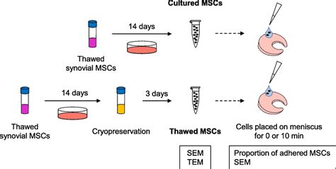 Schematic Of The Study Design For Cultured Mscs The Thawed Cells Were