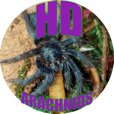 Hd Arachnids Youtube