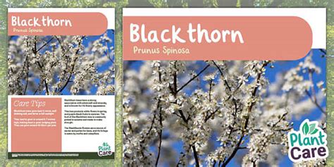 Tree Fact File Blackthorn Teacher Made Twinkl