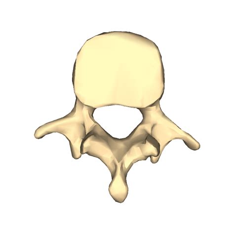 The Vertebral Column Bones Of The Spine Geeky Medics