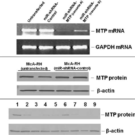 Rnai Mediated Total Silencing Of Mttp Gene Expression Has No Effect On