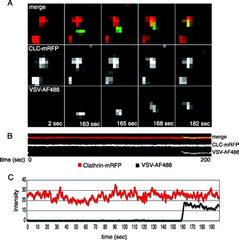 Host Cell Factors And Functions Involved In Vesicular Stomatitis Virus