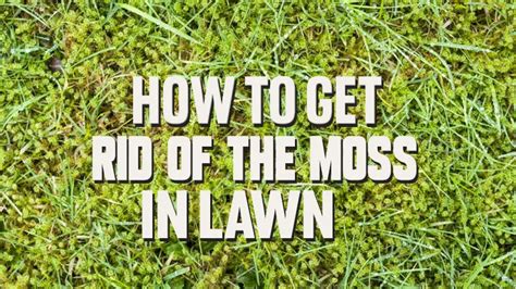 How To Get Rid Of Moss In Your Lawn Effective Ways