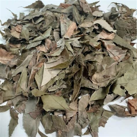 100 Dried Neem Leaves Azadirachta Indica 50g 1 76 Ounce Etsy