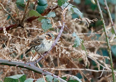 Penny S Hot Birding And Life