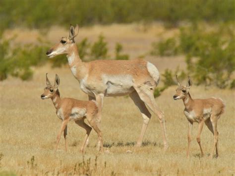 Sonoran Pronghorn Reconnecting Habitat For The Endangered Desert