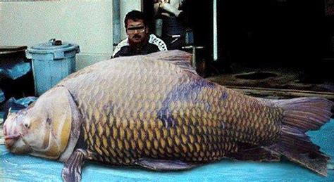 Giant Barb Fishes World Hd Images And Free Photos