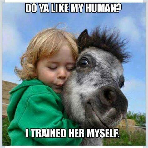 Hilarious Horse Memes | The Original Mane 'n Tail - Animal Care - The ...