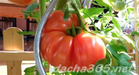 Томат Пузата хата: описание и характеристика сорта, фото, отзывы ...