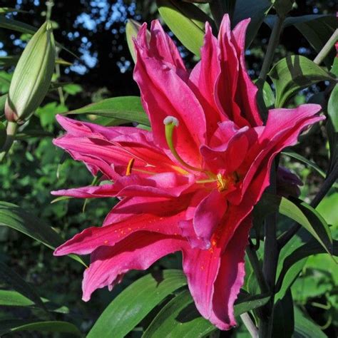 17 Best images about Lilien (Lilium) on Pinterest | Palazzo, En vogue ...