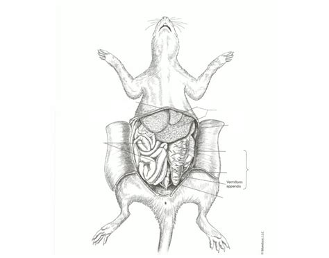 Rat anatomy 2 Quiz