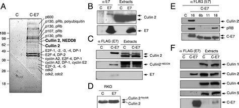 Human Papillomavirus Type 16 E7 Oncoprotein Associates With The Cullin