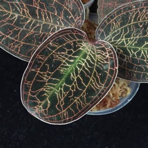 Jual Jewel Orchid Macaudes Macodes Anggrek Permata Satu Batang Shopee