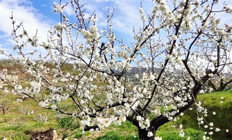 El Cerezo en Flor del Valle del Jerte se celebrará del 22 de marzo al