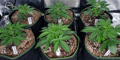 What Is The Ideal Pot Size For An Autoflower SeedsLine